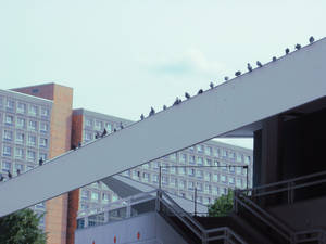 Birds on a Line