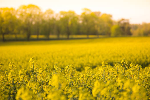 Yellow fields