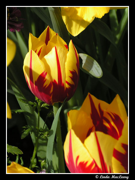 Tulip