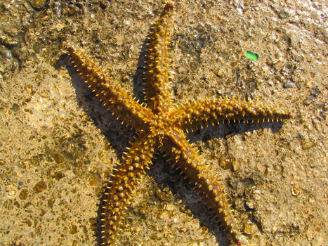 Starfish