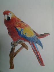 Bird1 - Color Pencil