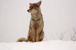 Sitting coyote by KrazyKim