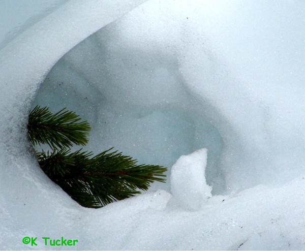 Evergreen in snow