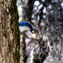 Scrub jay