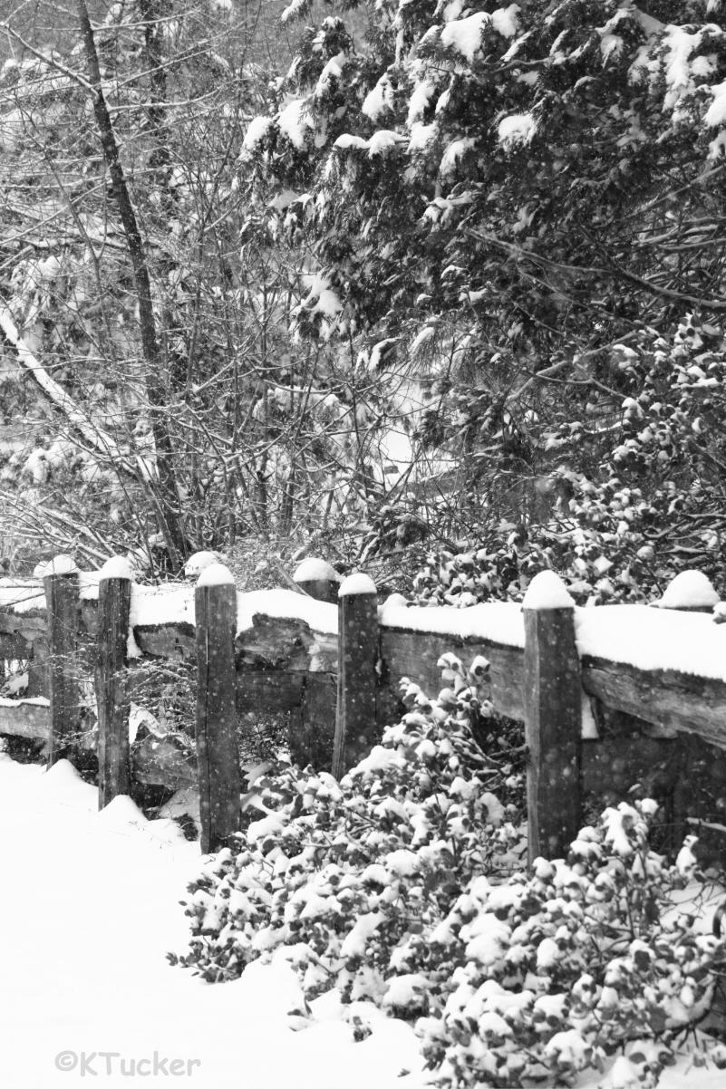 Fence in the snow