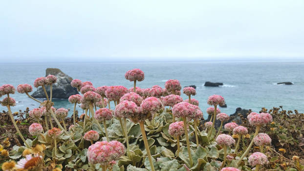 Sonoma Coast