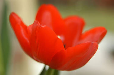 red tulip