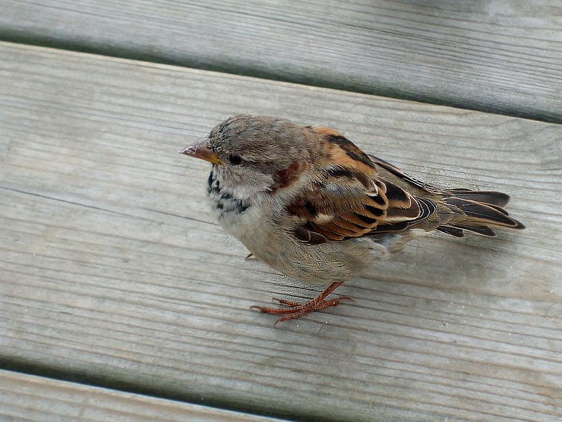 Sparrow