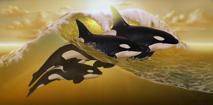 Orcas - Golden Day by LeoNeal-CP
