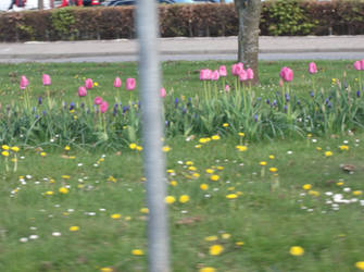 Giro D'italia Herning tulips