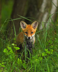 cute young Fox