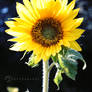 blooming sunflower II