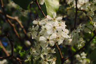 flower macro