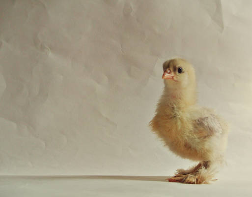 Chick - Cochin Rooster-16 days old