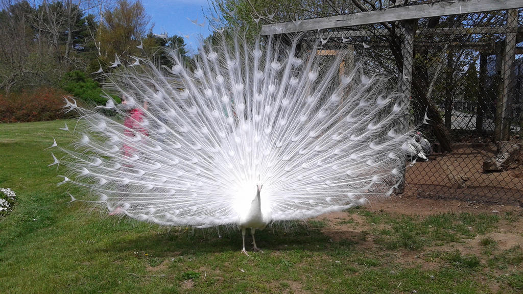 White Peacock Stock