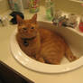 Cat+Sink=Good Idea, right?