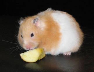 My hamster