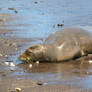 Hawaiian Monk Seal