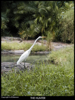 The Croc Hunter