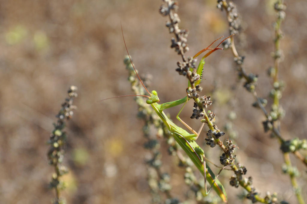 Nature is watching you !