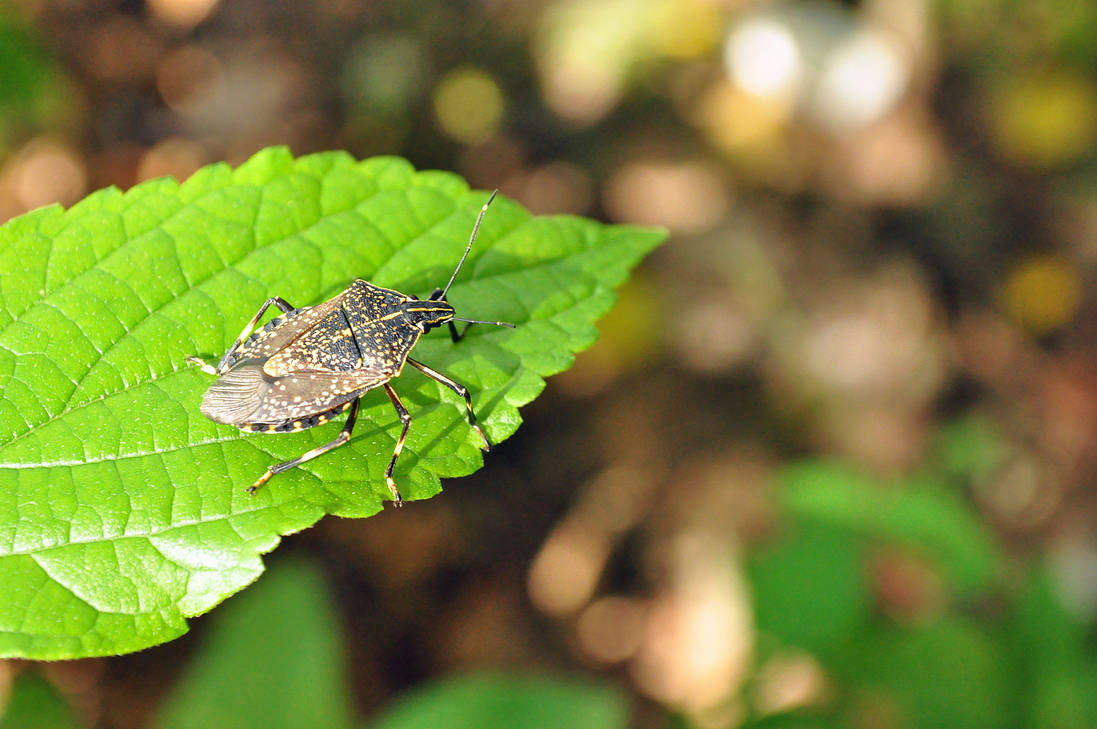 Kydo Insect Kyoto bug by Omoidenoki on DeviantArt