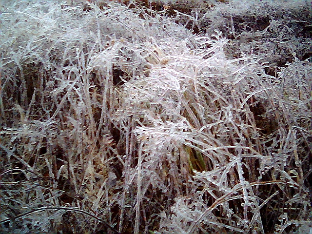 Ice plants