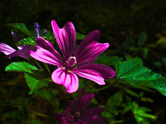 Pink Flower - edited by AriaAillehg