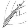 Damselfly Drawing