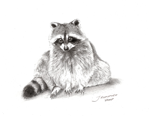 Racoon