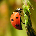 Ladybug 2 by Justysiak