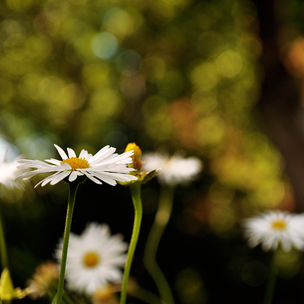 Daisies II