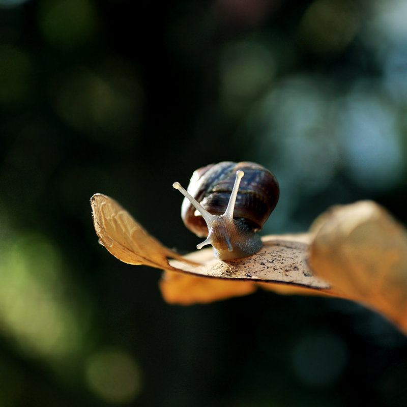 Autumn delight