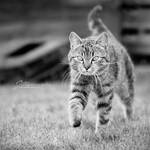 Cat II by Justysiak