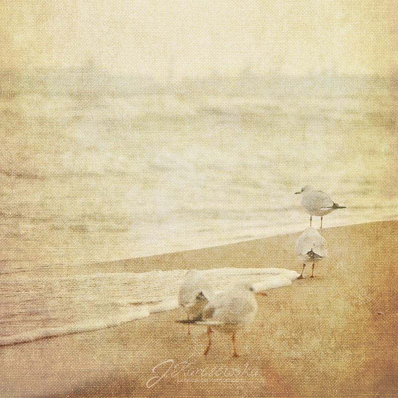 Seagulls III