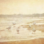 Seagulls IV by Justysiak