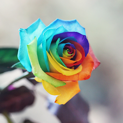 Rainbow rose