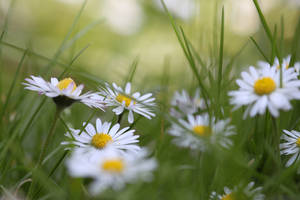 Daisies wallpaper