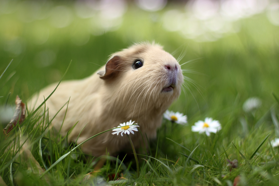 Guinea pig in nature