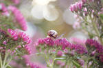 Snails garden by meganjoy