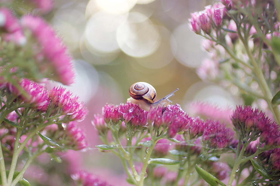 Snails garden