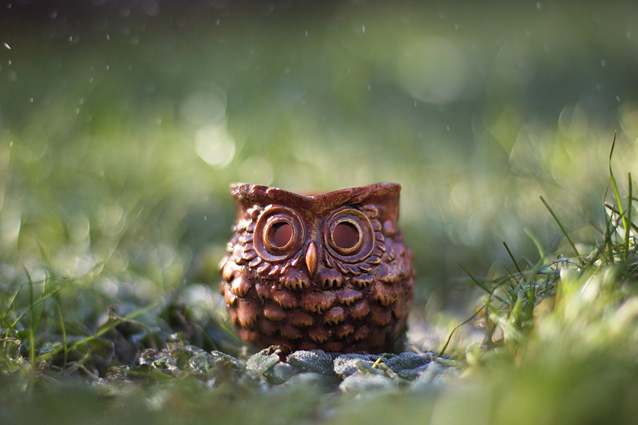 Magic owl