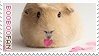 Booboo the guinea pig stamp by meganjoy