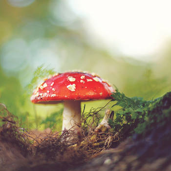 Toadstool