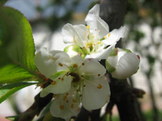 flor de paz