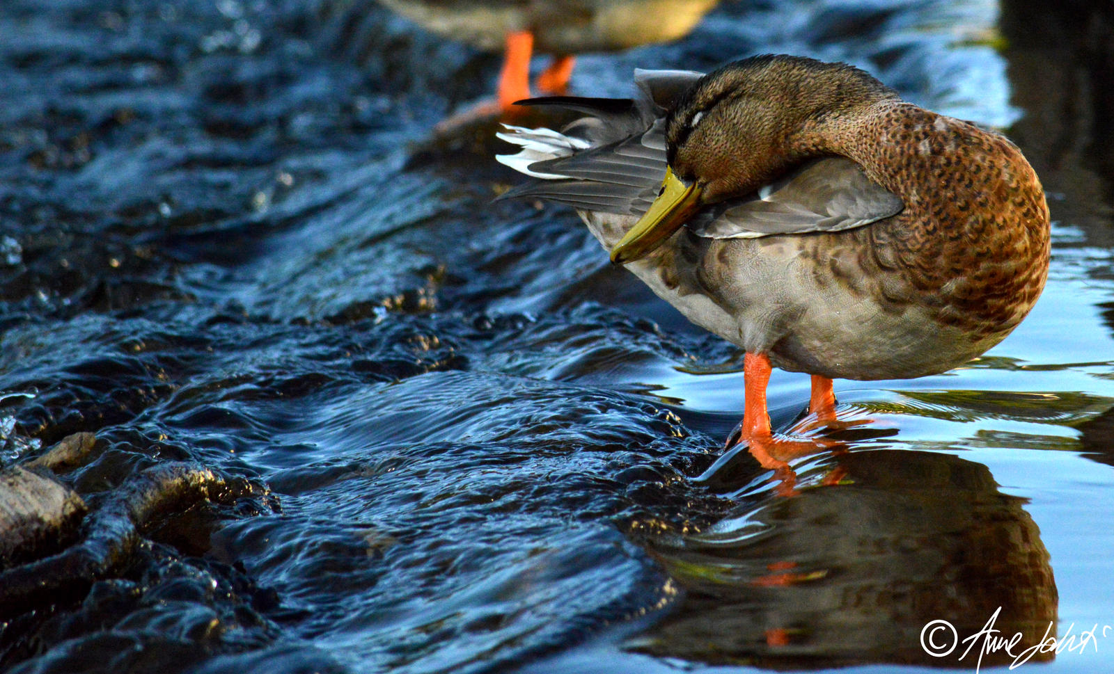 Posing duck