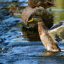 Stretching wings