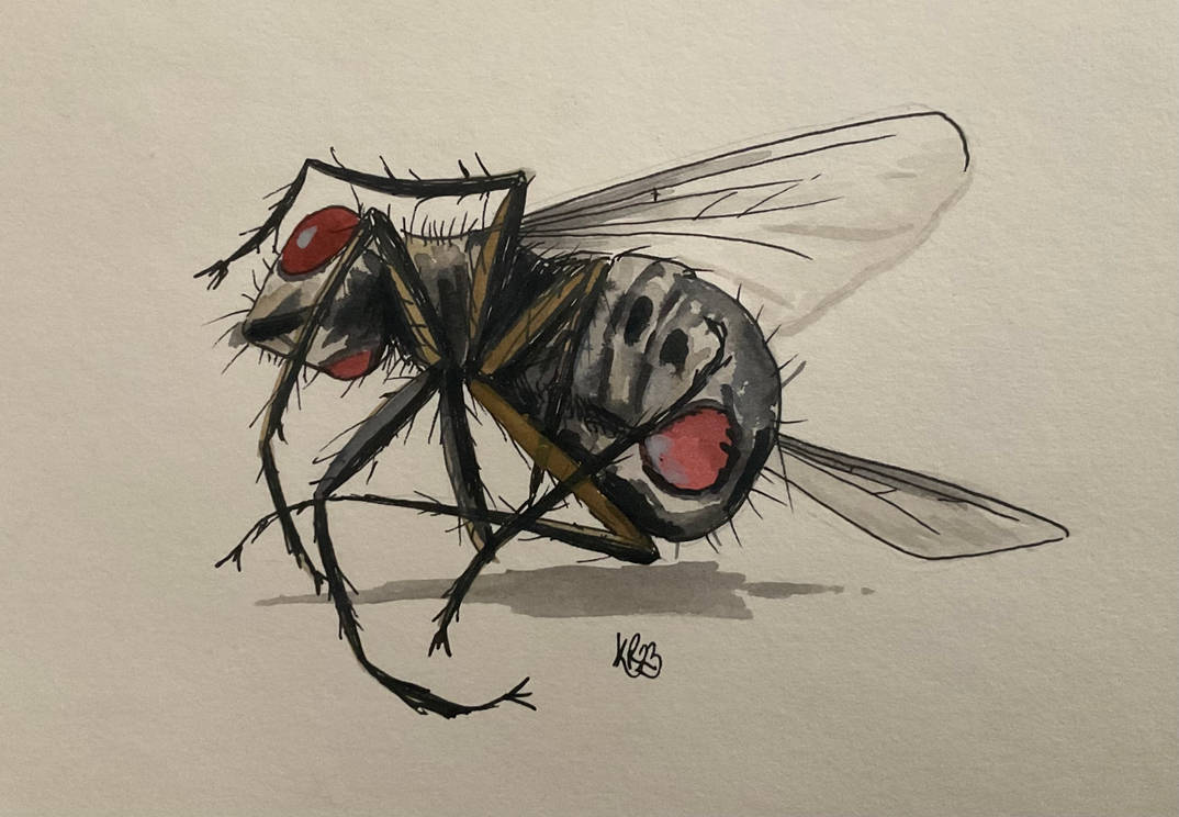 Deviantart Compostfly Fly by krussellart on DeviantArt