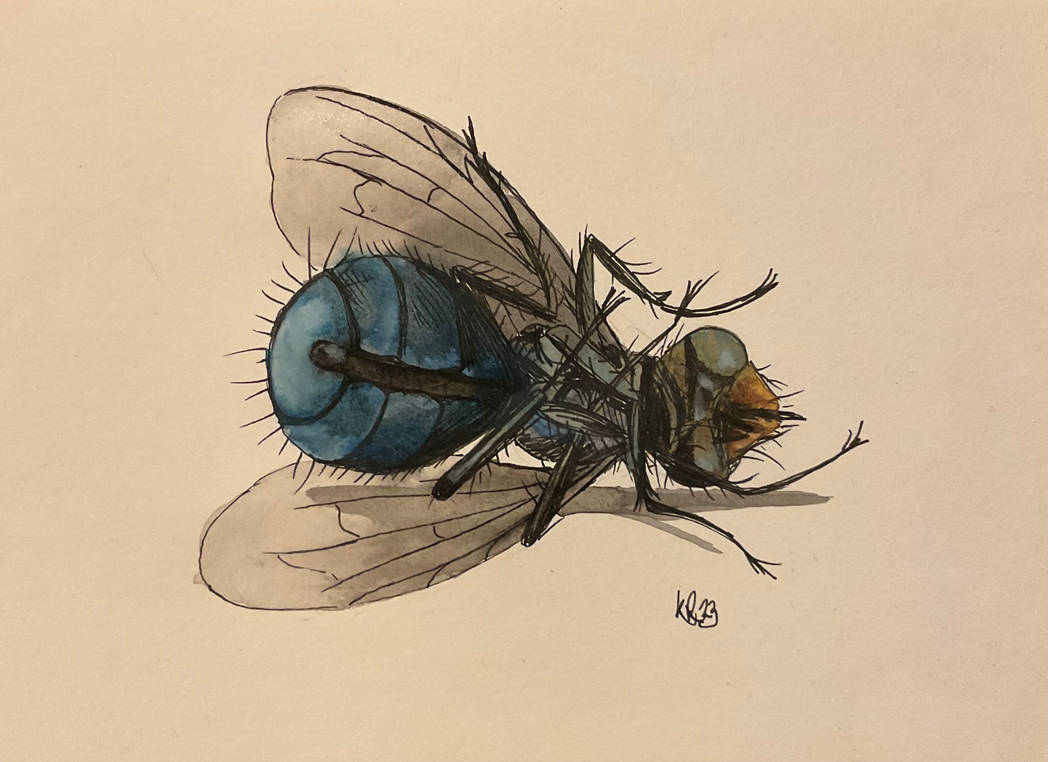 Deviantart Compostfly Fly 4 by krussellart on DeviantArt