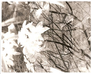 double exposure.4 flowerbuild