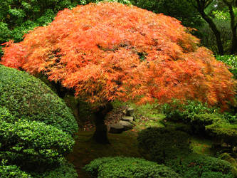 Japanese Maple 2